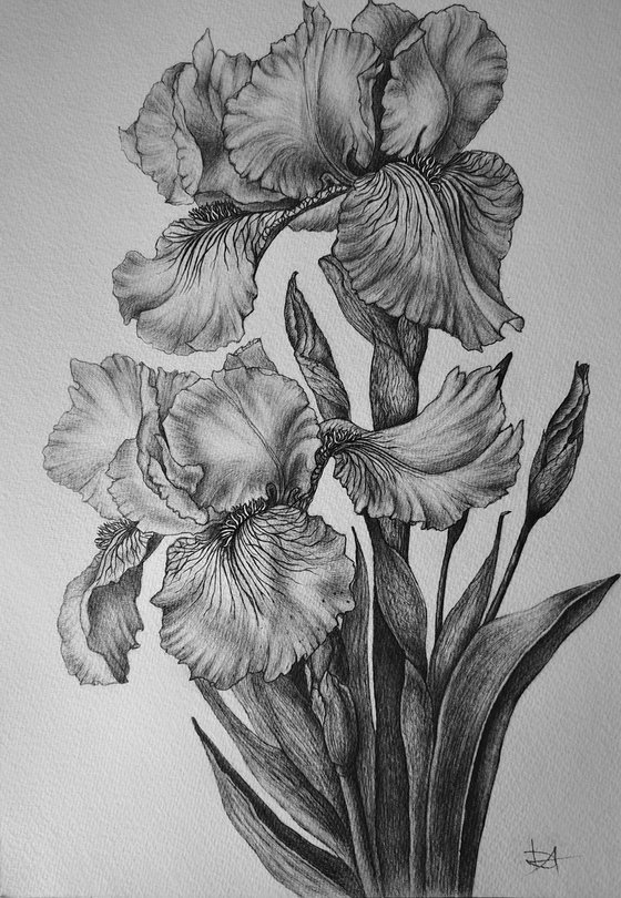 Iris Study in Graphite