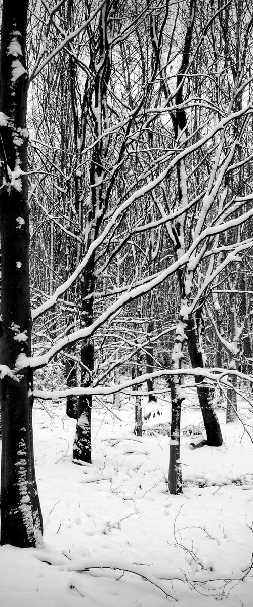 Snowy Trees by Martin  Fry