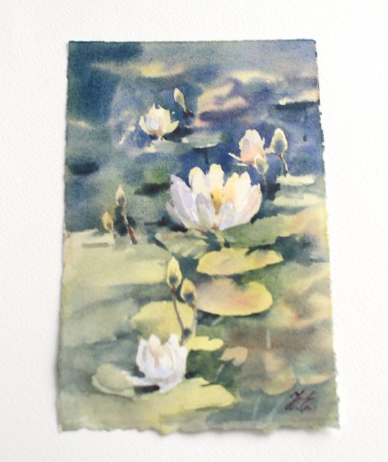 Water lilies in the pond, White flowers and green leaves