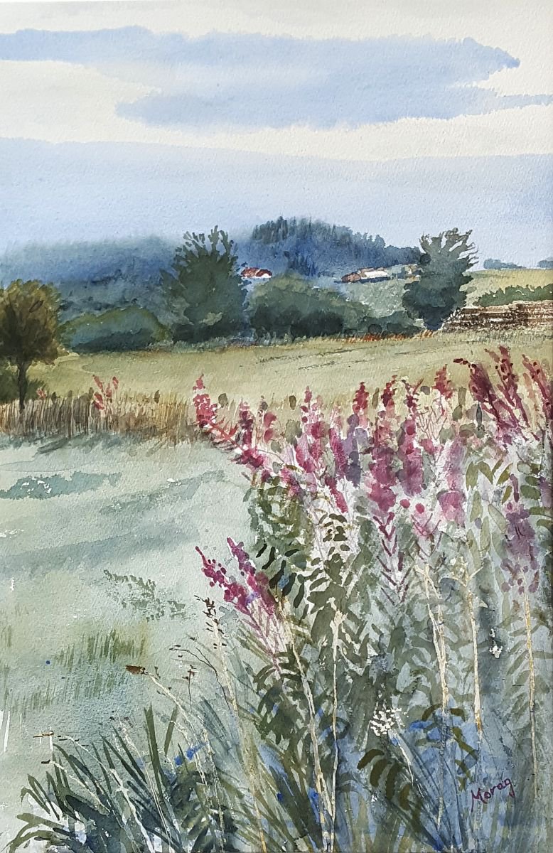 Willow Herb, Eifel by Morag Paul