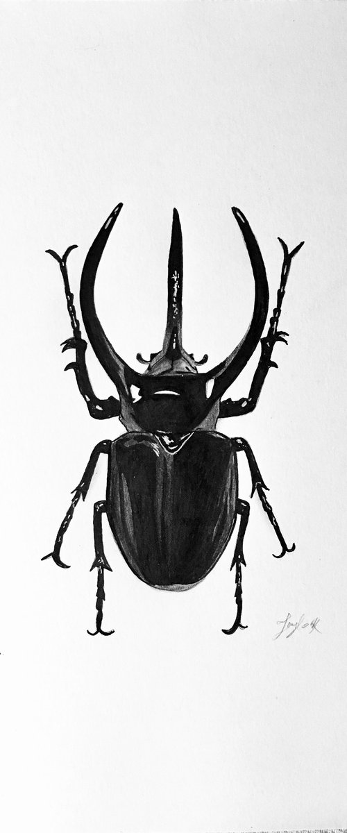 Black beetle drawing by Amelia Taylor