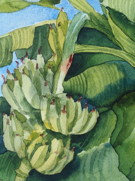 Banana plants - orignal tropical green watercolor