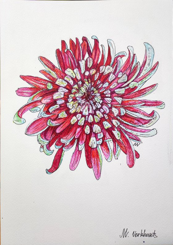 Chrysantemum.