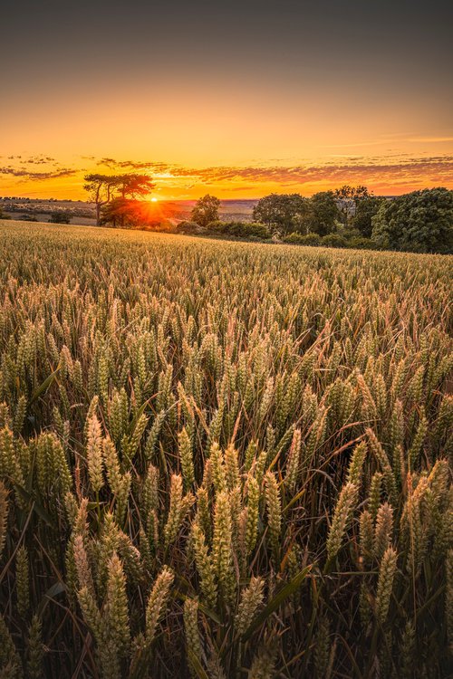 'Wheat Field Sunset' Giclée Fine Art Print by Chad Powell