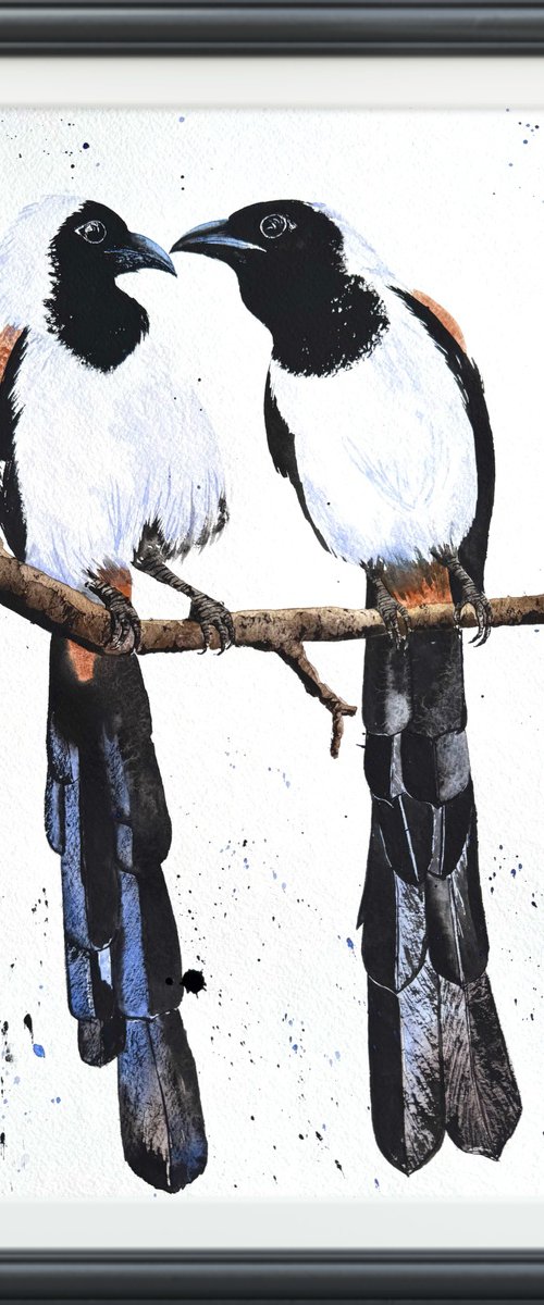White-bellied Treepie Birds by Yuliia Sharapova