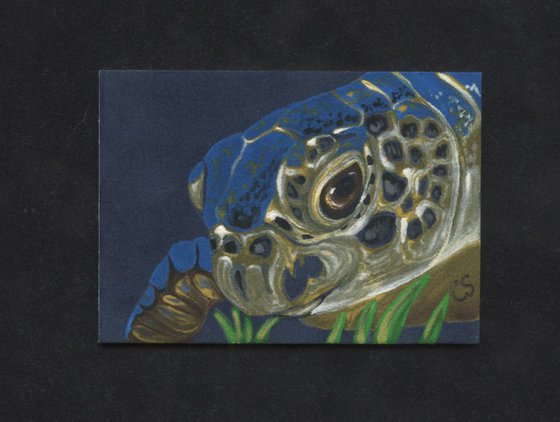 ACEO ATC Original Suede Painting Sea Turtle Marine Wildlife Art-Carla Smale