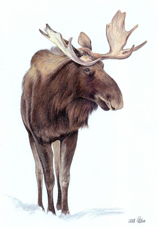Wild moose in winter forest. Pastel drawing 21x30 cm