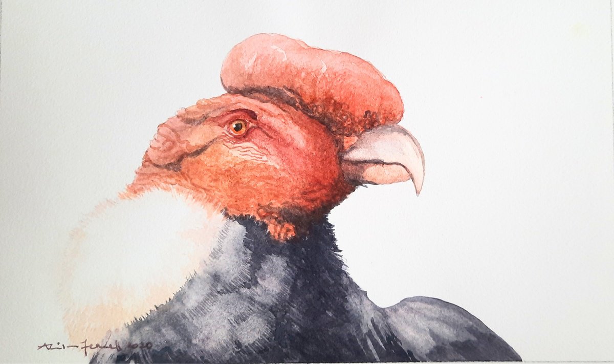 Curious Condor - Original Condor Painting - UK Artist by Alison Fennell