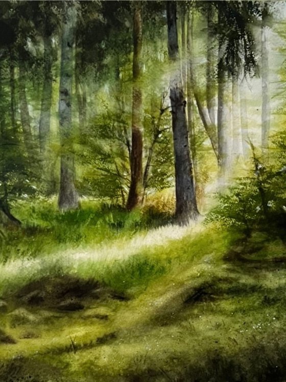 Forest Clearing