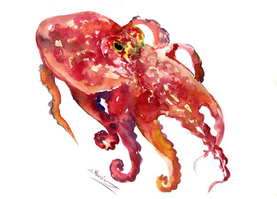 Octopus