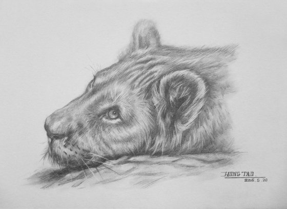 Drawing pencil  lion on paper#17610