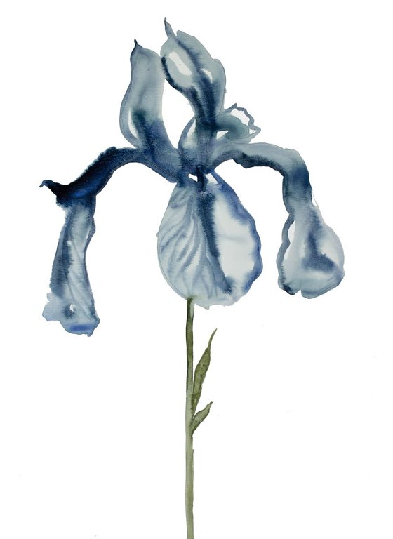 Iris No. 51