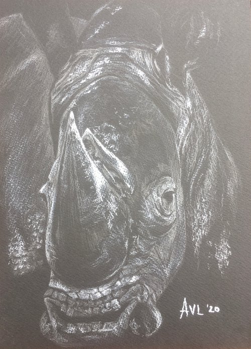 White rhino by Abigail Long