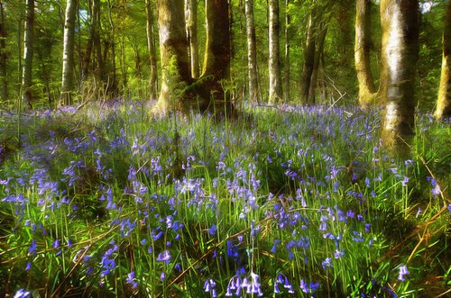 Bluebells by Alistair Wells