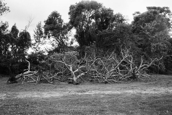 Old Orchards