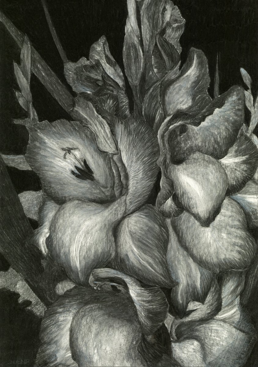 Photorealistic Botanical Charcoal Drawing By Nives Palmic, 17 X 24", Gladiolas Iii, Original Artwork