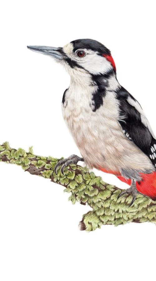 Woodpecker by Katie Packer