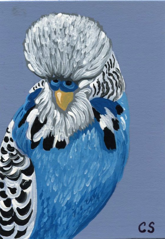 ACEO ATC Original Miniature Painting English Blue Budgie Parakeet Parrot Pet Bird Art-Carla Smale