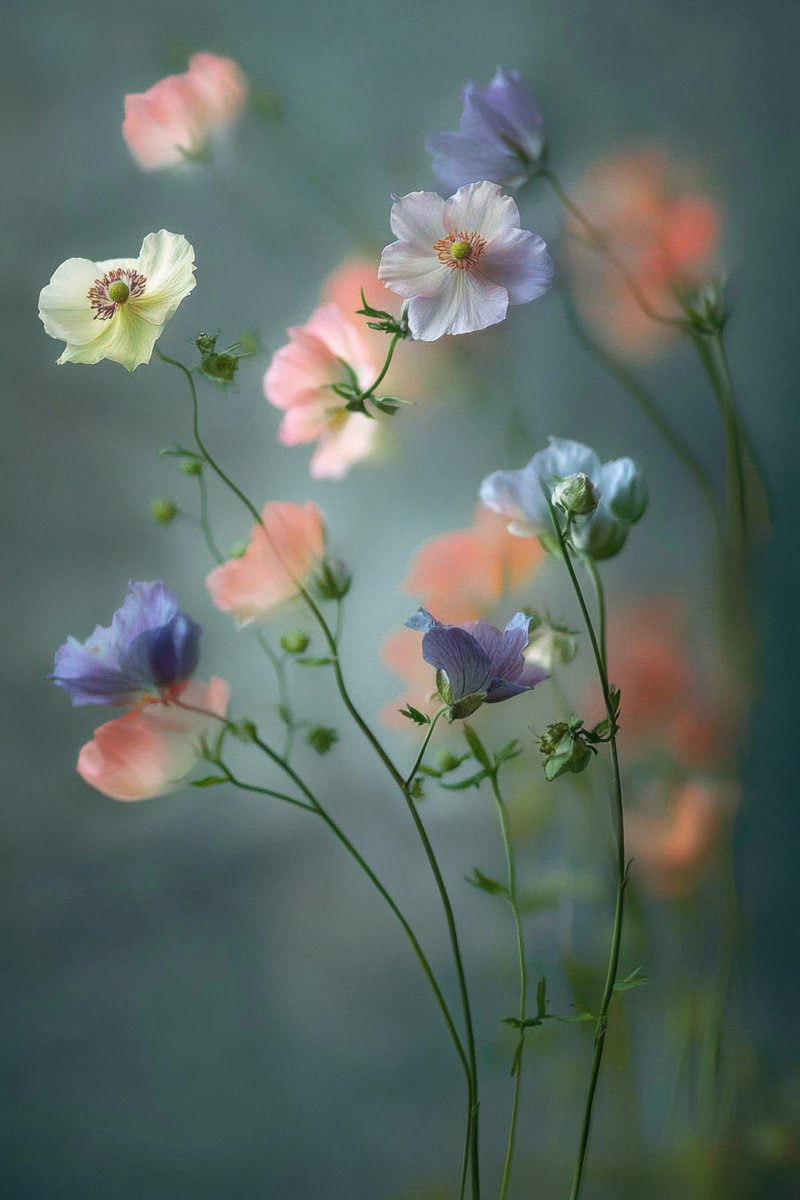 Photorealistic Photograph , Fragile By Viet Ha Tran, 24 X 16, Artwork For Sale On Artfinder