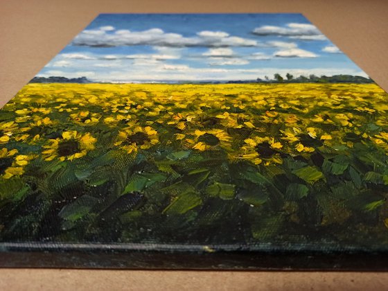 Sunflower field