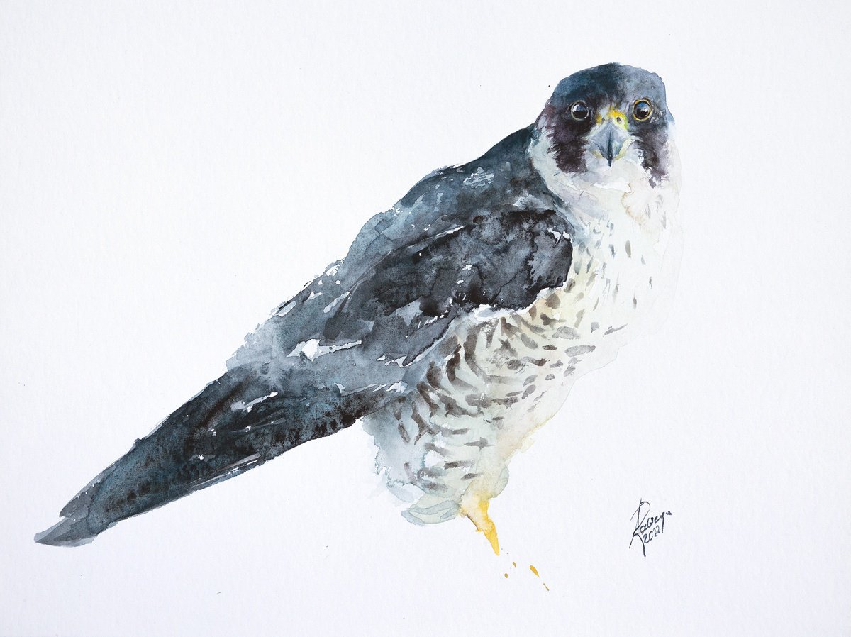 Animal Watercolour By Andrzej Rabiega, 16 X 12, Peregrine Falcon, Original Artwork