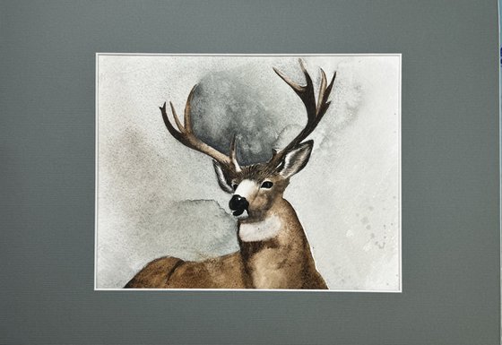 Wild Deer Deer antlers Horn