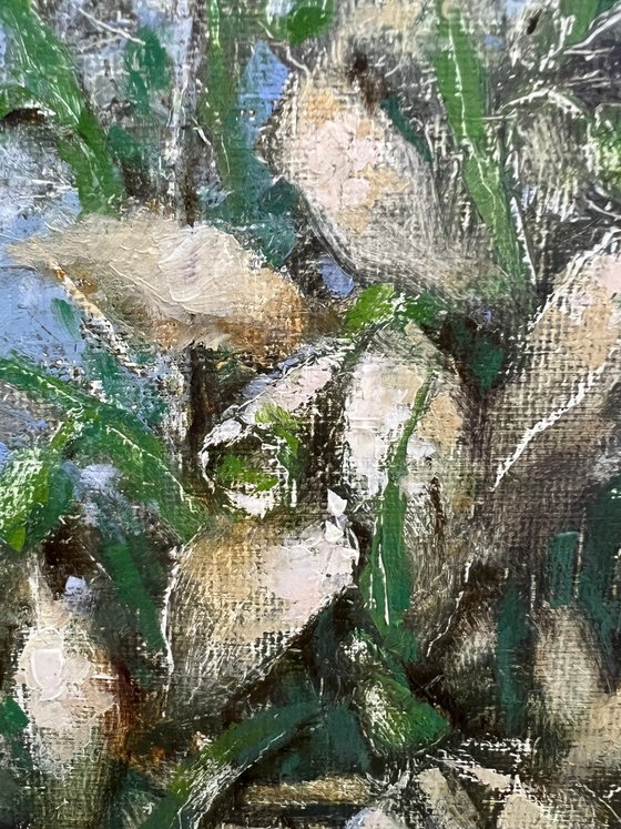 Sheep Snowdrops Pastoral Landscape