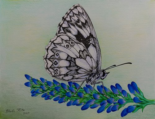 The Butterfly by Bledi Kita