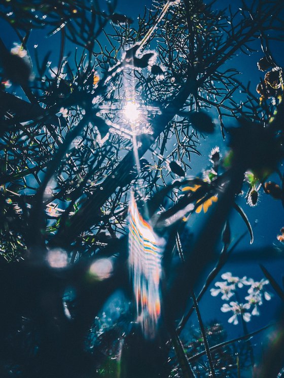 Flowers to the sky