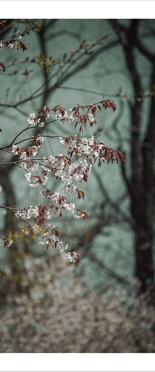 Breath of Spring - 11 x 14" by Brooke T Ryan