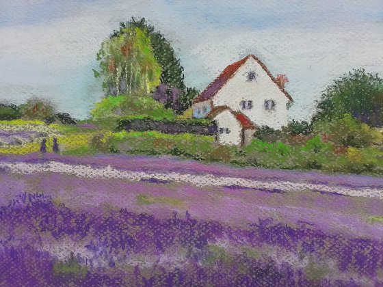 A blooming lavender field