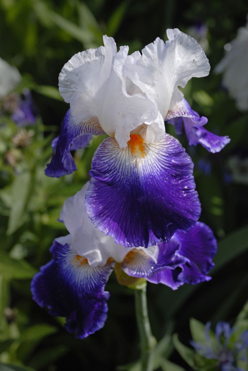 Giverny Iris by Eugene Norris
