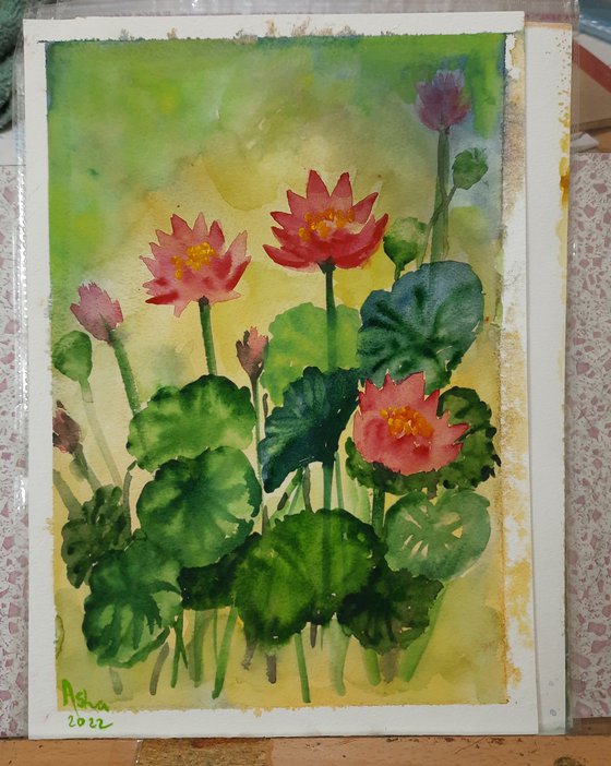 Sunset Water lilies 2