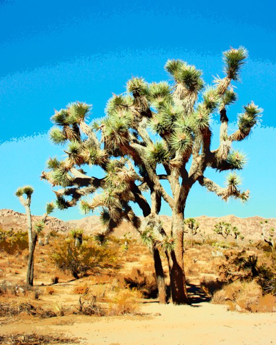 PAINT THE SKY Joshua Tree National Park CA