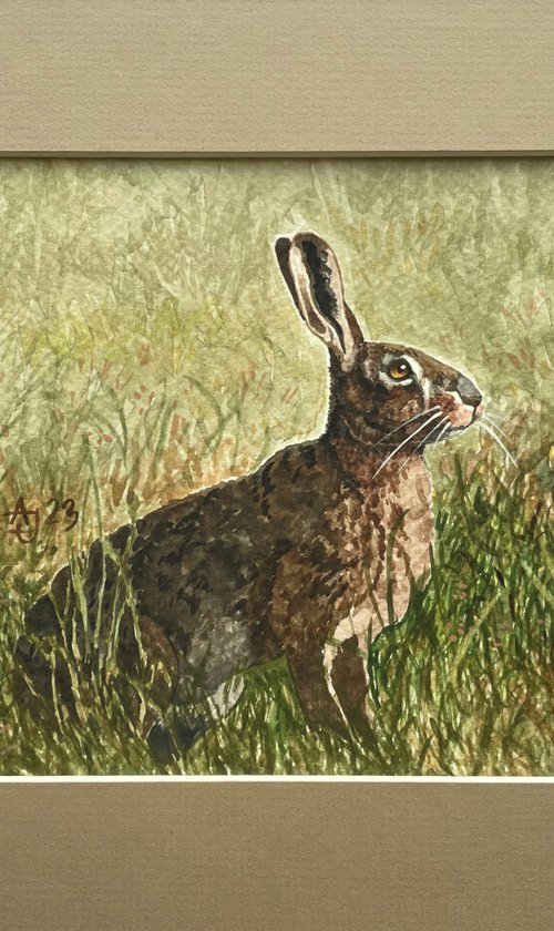 Hare by Jolanta Czarnecka