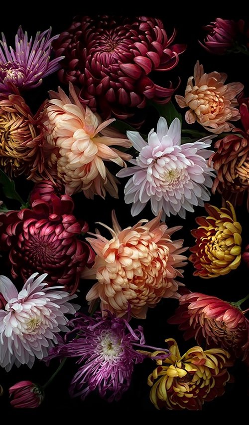 Chrysanthemums by Dianna Jazwinski