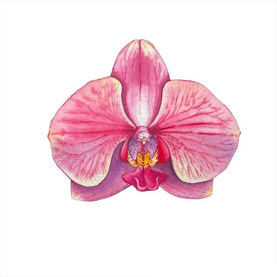Phaleonopsis orchid.