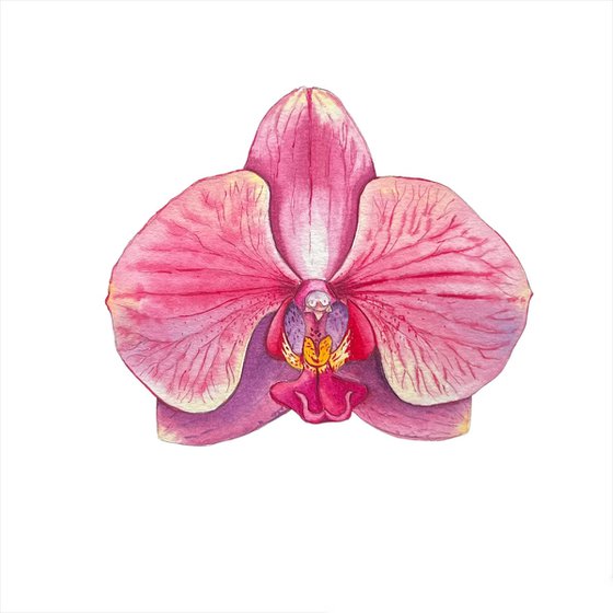 Phaleonopsis orchid. A series of original watercolour artwork.