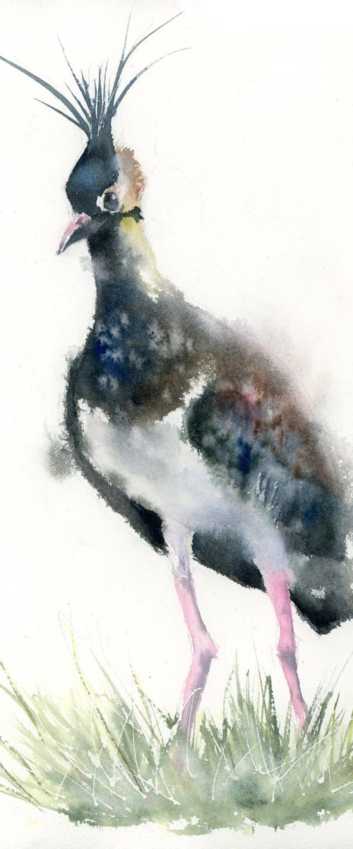 Lapwing by Olga Tchefranov (Shefranov)