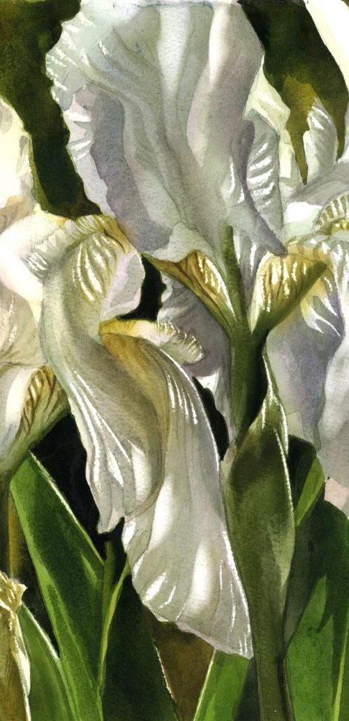 Double white irises by Alfred  Ng