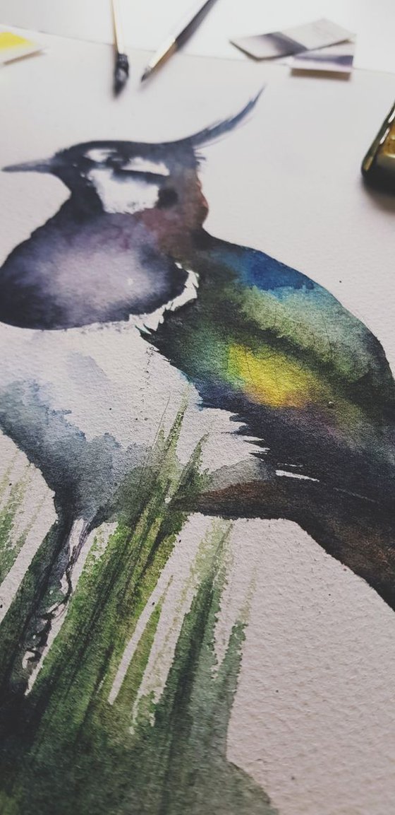 Common Kestrel, wildlife, birds watercolours