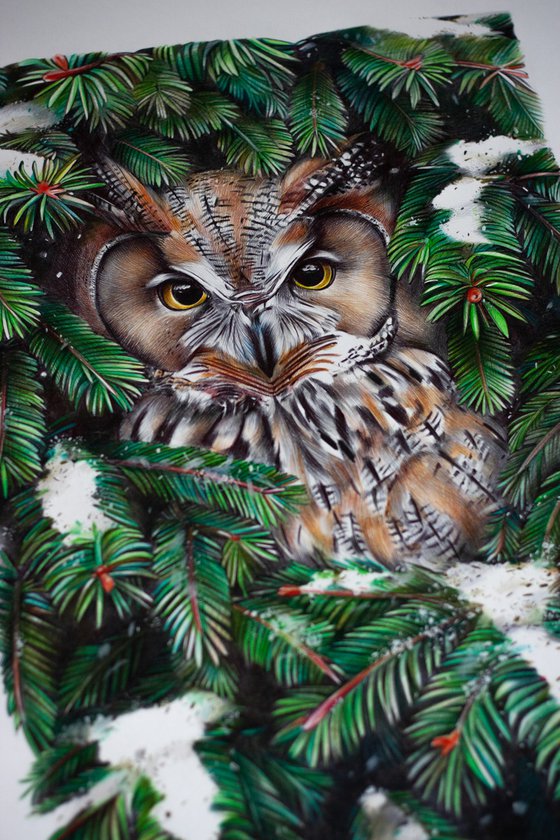 Owl in Spruce Branches