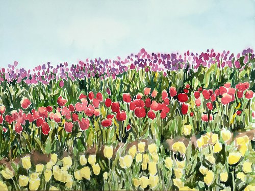 Tulip fields by Krystyna Szczepanowski