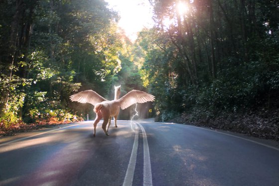Alpaca Road