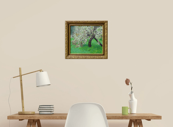 The cherry tree is in bloom