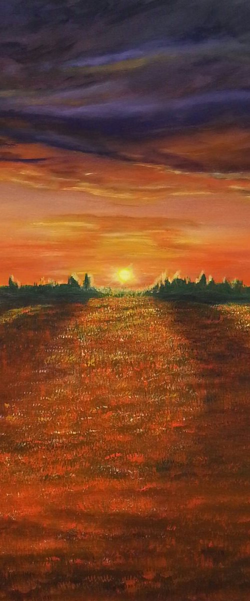 Sunset over Fields of Gold by Danijela Dan
