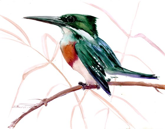 Green Kingfisher