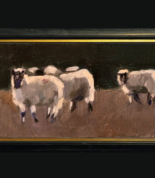 Sheep by Andre Pallat