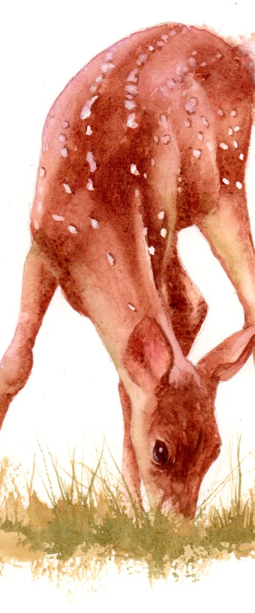 Watercolour Deer by Alison Fennell