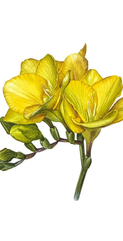 Yellow freesia watercolor flowers by Yuliia Prokopchuk